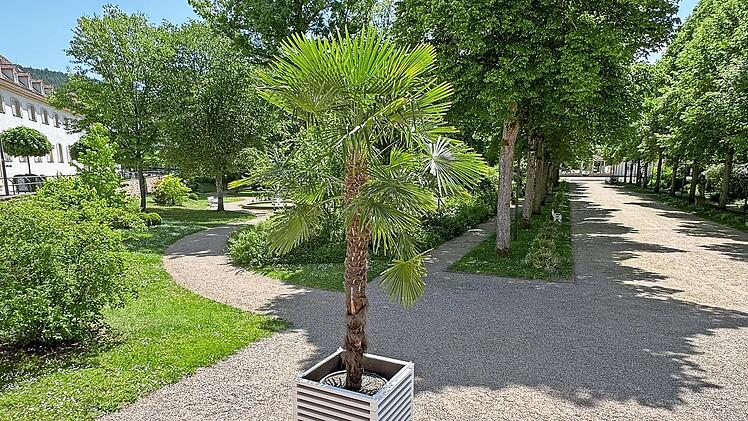 Auch die K&uuml;belpflanzen und Palmen kehren in den kommenden Wochen wieder an ihre Standorte in Bad Bocklet zur&uuml;ck und sorgen zus&auml;tzlich f&uuml;r sommerliches Flair.