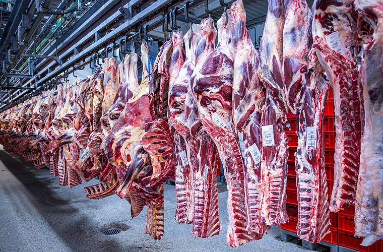 Zahl der Schweineschlachtungen wieder leicht gestiegen