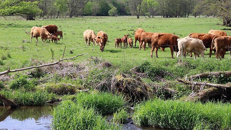 Die Rinder auf den Weideflächen zwischen Wernarz und Rupboden fühlen sich sichtlich wohl.  Foto: Julia Raab