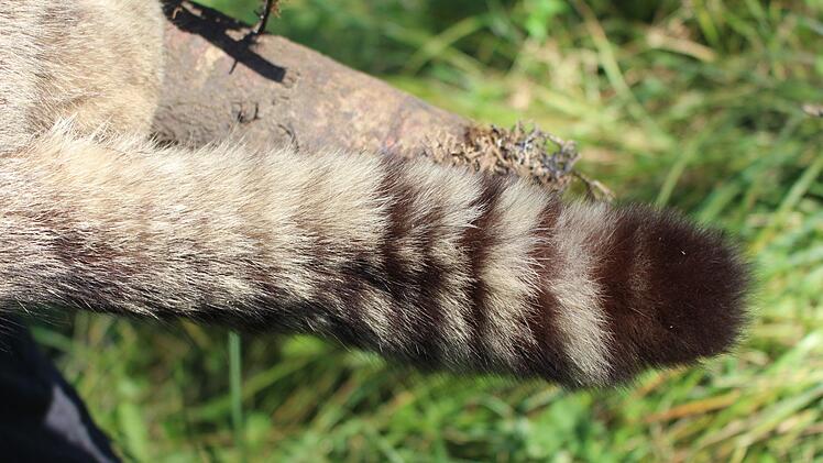 Ein besonders Kennzeichen der Wildkatze ist ihr geringelter Schwanz. Foto: Julia Raab