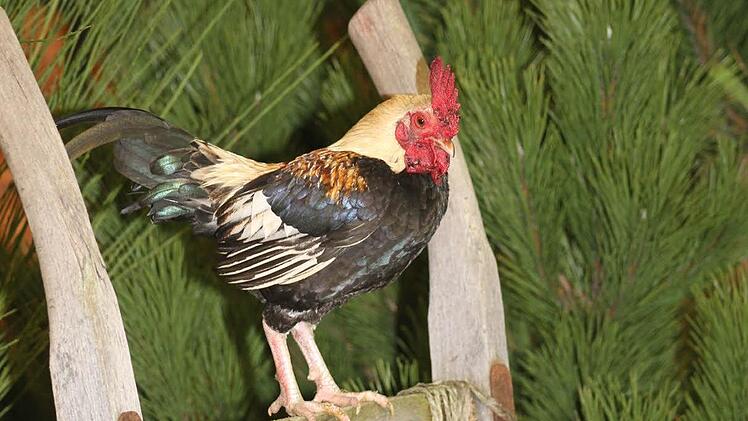 Klein, aber selbstbewusst: Der Mini-Hahn setzte sich im Freigehege groß in Szene. Fotos: Sonja Adam