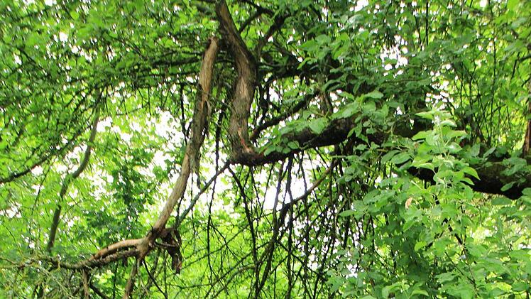 Zankapfel Obstwiese: Das Areal  unterhalb des Gymnasiums sehen Naturschützer als wertvolles Biotop an. Die Stadt Höchstadt will dort sozialen Wohnraum schaffen. Foto: Christian Bauriedel