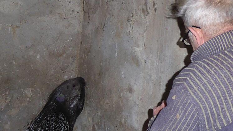 Das ausgebüxte Stachelschwein in MittelsteinachFoto: Walter Hanslok