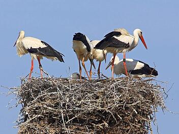 Auf dem Schlot der Brauerei Schleicher in Kaltenbrunn geht es in diesem Tagen bei vier Jungvögeln schon ganz schön eng zu. In den nächsten Tagen dürfte der Nachwuchs seine ersten Flugversuche im Itzgrund starten. Foto: Hans-Peter Schönecker