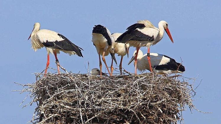 Auf dem Schlot der Brauerei Schleicher in Kaltenbrunn geht es in diesem Tagen bei vier Jungvögeln schon ganz schön eng zu. In den nächsten Tagen dürfte der Nachwuchs seine ersten Flugversuche im Itzgrund starten. Foto: Hans-Peter Schönecker