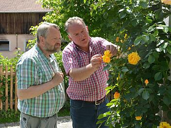Rosenexperten unter sich: Bernard Michaelis (rechts) zeigt Kreisfachberater Friedhelm Haun seine üppiog blühenden Kletterrosen. Foto: Dagmar Besand