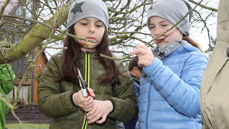 Obstbäume schneiden mit Kreisfachberater Friedhelm Haun Foto: Anna-Lena Deuerling