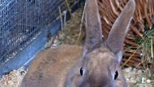 Zwergkaninchen Brauni Foto: privat