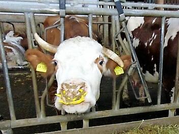 80 Kühe stehen im Stall der Steinbacher Famile Mehl. Fotos: Petra Malbrich
