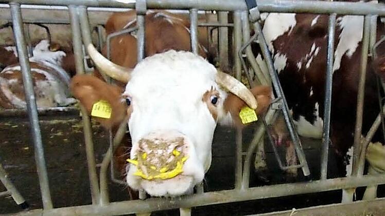 80 Kühe stehen im Stall der Steinbacher Famile Mehl. Fotos: Petra Malbrich