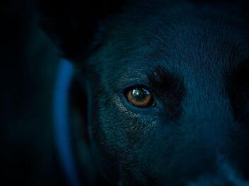 In Hessen hat ein Hund einem 59-Jährigen einen Teil der Nasenspitze abgebissen. Symbolbild: TheUjulala/pixabay.com