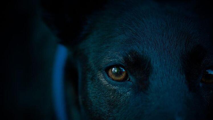 In Hessen hat ein Hund einem 59-Jährigen einen Teil der Nasenspitze abgebissen. Symbolbild: TheUjulala/pixabay.com
