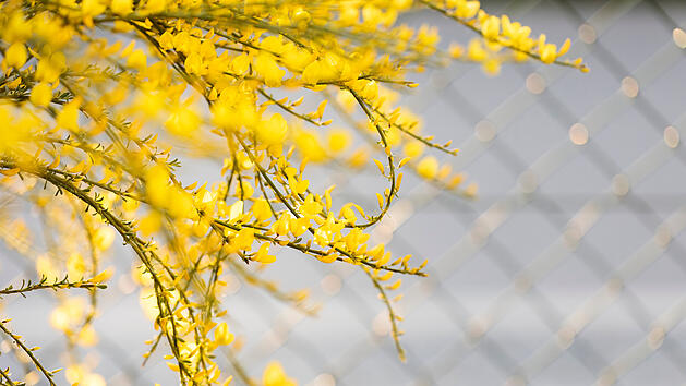 Ginster, Gartenarbeit, Rückschnitt, Frühling, Garten