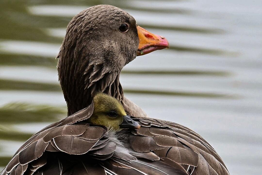 G&auml;nsek&uuml;ken in M&uuml;nchen