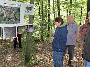 So sieht sei also aus: Buschiger Schwanz verwachsene Tigerung: die Wildkatze, die auch den Haßwald wieder besiedelt. Fotos: Ralf Kestel