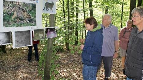 So sieht sei also aus: Buschiger Schwanz verwachsene Tigerung: die Wildkatze, die auch den Haßwald wieder besiedelt. Fotos: Ralf Kestel