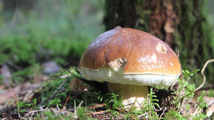 Essbar: der Steinpilz