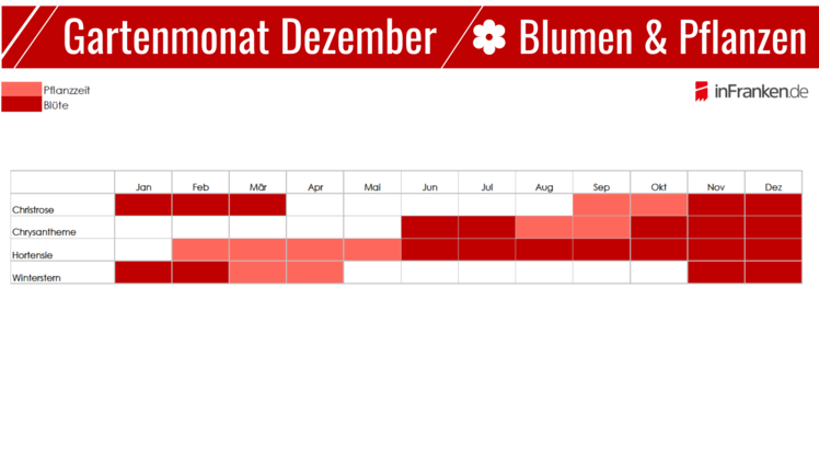 Saisonkalender: Blumen und Pflanzen im Dezember
