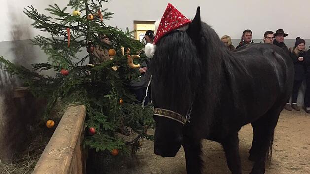 Die Pferde sind schon in Weihnachrtsstimmung. Foto: Elke Gunderman