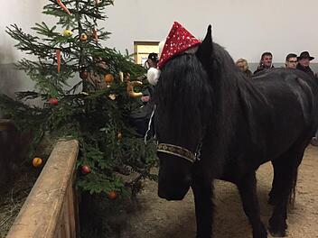 Die Pferde sind schon in Weihnachrtsstimmung. Foto: Elke Gunderman