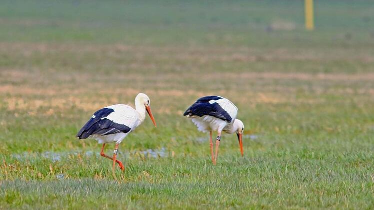 Störche in Kaltenbrunn Foto: Hans-Peter Schönecker