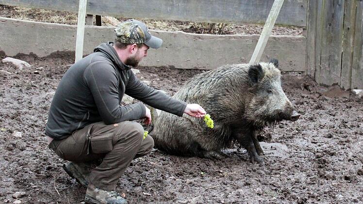 Reichlich Weintrauben haben geholfen, "Odin" den Transportanhänger schmackhaft zu machen. In dem ist das handzahme Wildschwein von dem alten Bauernhof in Neuwirtshaus in den Wildpark Schollbrunn in den Spessart umgezogen. Eineinhalb Jahre hatten Förster Tobias Wallrapp und seine Lebensgefährtin Diana Krämer der Sau Asyl in einem ausrangierten Hühnerstall gewährt. Foto: Tobias Wallrapp