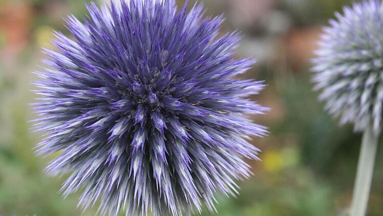 Fast wie eine 3D-Illusion wirkt diese Zwiebelblume. Foto: Huger