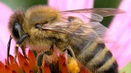 Die Welt der kleinen fleißigen Arbeiter begeistert und bereichert die Menschen seit Jahrtausenden.