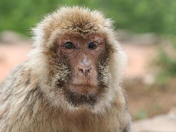 Auch Berberaffen werden im Alter wählerischer. Foto: Julia Fischer/German Primate Center, dpa