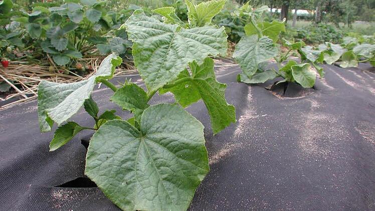 Mulchvlies hilft den Pflanzen bei nass-kaltem Wetter besser zu gedeihen. Foto: Archiv