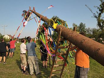Die Fichte brach beim Fällen in drei Teile. Am Ende schafften es die Hannberger aber noch, ihren Kerwabaum zu retten.  Fotos: Roland Meister