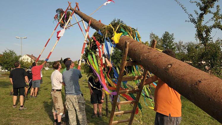 Die Fichte brach beim Fällen in drei Teile. Am Ende schafften es die Hannberger aber noch, ihren Kerwabaum zu retten.  Fotos: Roland Meister