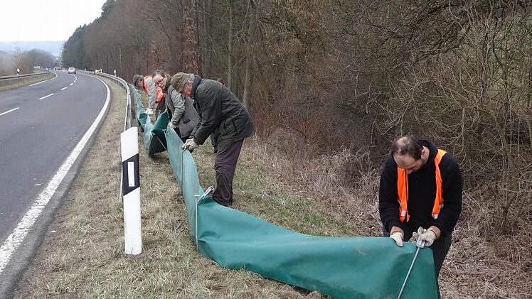 An zehn Standorten wurden auch in diesem Jahr rund 3580 Meter Amphibienschutzzaun aufgestellt. Unser Bild zeigt den Aufbau des Zaunes zwischen Jesserndorf und Gemünd. Derzeit sind die Naturschützer wieder täglich am Frösche-Tragen. Praktikant Philipp Hoos betreut den Amphibienschutz in diesem Jahr. Wer beim nächtlichen Sammeln mithelfen möchte, kann sich gerne per Email melden: hoos@ifbi.net