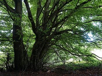 Ein möglicher Nationalpark Rhön wird von der Mehrheit der Bischofsheimer Stadträte als Chance gesehen. Mit nur zwei Gegenstimmen sprach sich das Gremium für den Eintritt in die Konzeptphase aus.  Foto: Marion Eckert