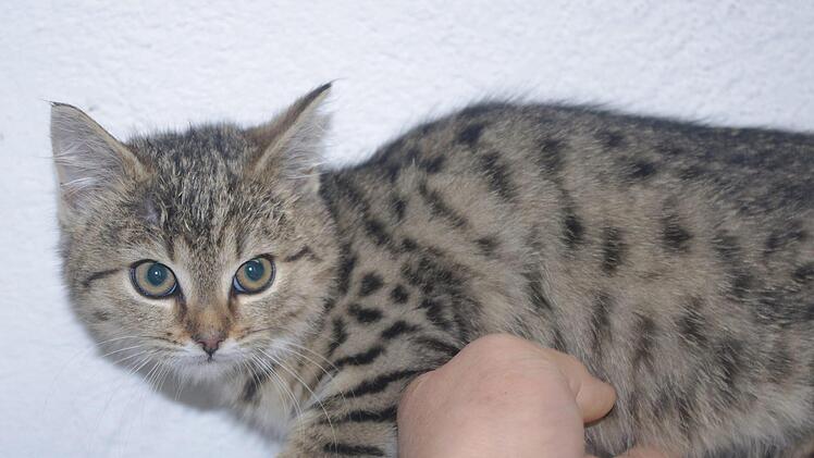 Miri m&ouml;chte ein Zuhause.