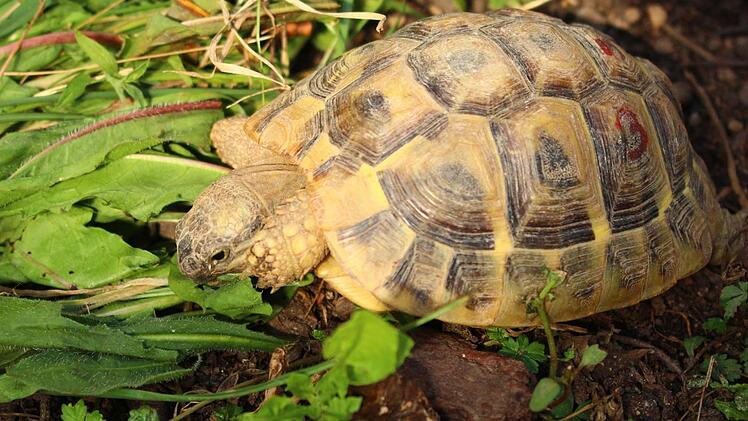 L&ouml;wenzahn schmeckt fabelhaft! Foto: Julia Heimberger