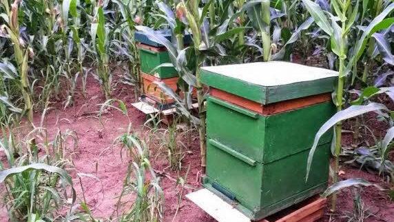 Der Bienenstock im Maisacker.