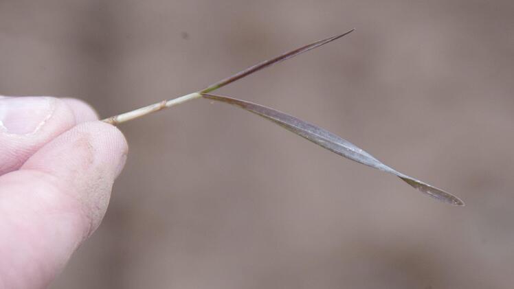 Der Winterweizen ist gezeichnet von der Witterung. Seine Laubblätter haben sich vielfach schwarz verfärbt. Foto: Marco Meißner