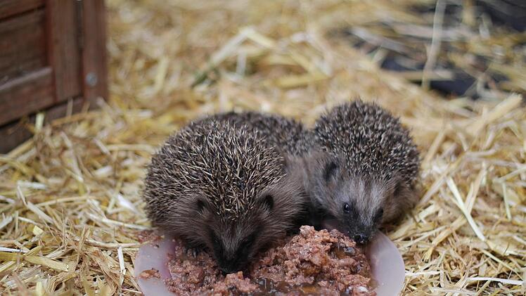 Igel sind auf Futtersuche, um den Winterschlaf zu überstehen. Die Zeit drängt. Foto: Teresa Hirschberg/Archiv