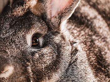 In Uttenreuth hat eine unbekannte Person vier Zwergkaninchen ausgesetzt.