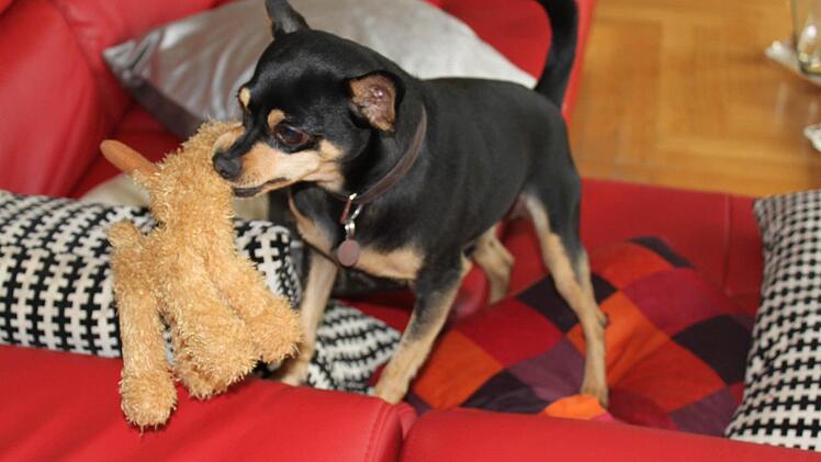 So ähnlich sieht der Phantom-Hund aus