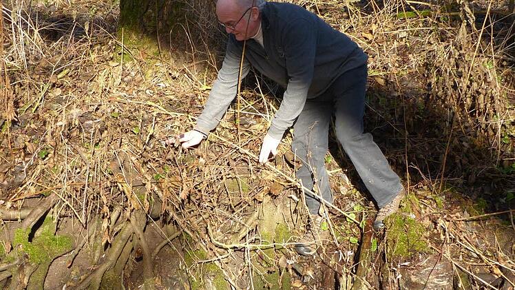 Am Altmain in Sand: Rudi Ruß zeigt, wo der Wasserspiegel zu dieser Jahreszeit normalerweise sein müsste.
