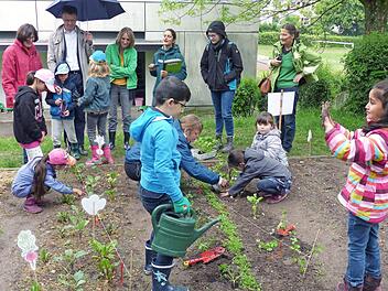Die Klasse 1aG der Melchior-Franck-Grundschule hat viel Spa&szlig; beim Pflanzen im eigenen Schulgarten und wird von Lehrerin Christine Heider, AOK-Direktor Christian Grebner, Schulleiterin Susanne Thaler und Juliane Amend mit ihrem Team der "Gem&uuml;seAckerdemie" unterst&uuml;tzt.  Foto: Stephan Preisz