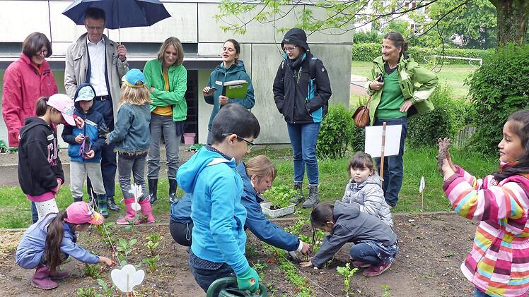 Die Klasse 1aG der Melchior-Franck-Grundschule hat viel Spa&szlig; beim Pflanzen im eigenen Schulgarten und wird von Lehrerin Christine Heider, AOK-Direktor Christian Grebner, Schulleiterin Susanne Thaler und Juliane Amend mit ihrem Team der "Gem&uuml;seAckerdemie" unterst&uuml;tzt.  Foto: Stephan Preisz