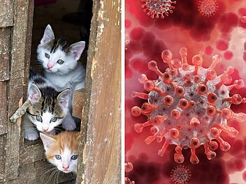 Zypern: Corona-Mutation t&ouml;tet 300.000 Katzen.