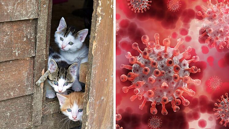 Zypern: Corona-Mutation t&ouml;tet 300.000 Katzen.