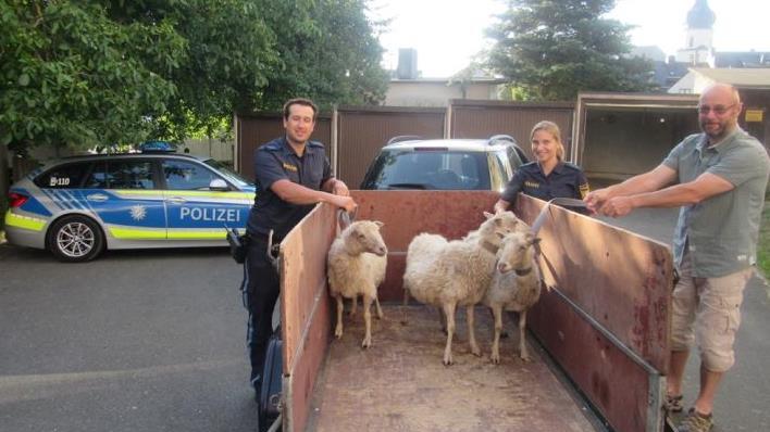 Der Anwohner stellte seinen Autoanhänger zur Verfügung. Ohne jegliche Scheu begaben sich die Tiere auf die Ladefläche des Anhängers.  Foto: Polizei Hof