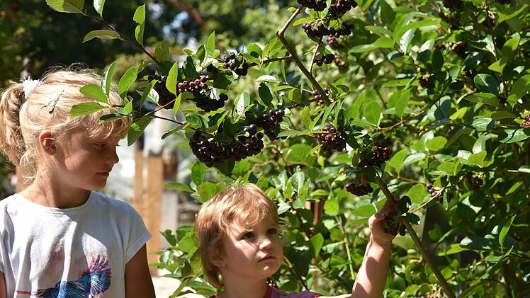 "Was das wohl für Beeren sind", fragen sich Isabel Weigelt und Michelle Geß an einem Baum mit Apfelbeeren.