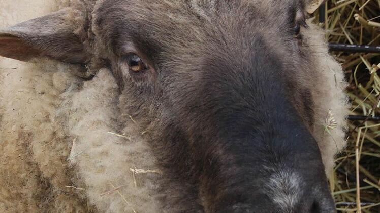 Das Waliser Schwarznasenschaf "Schorsch" darf seinen Lebensabend im Sternenhof verbringen.  Foto: Diana Fuchs