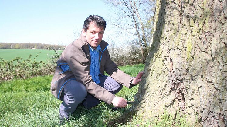 Fachberater Dieter Büttner betreut die 82 Naturdenkmäler im Landkreis Bad Kissingen. Foto: Ralf Ruppert
